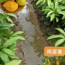 鸡蛋果/蛋黄果/大果品种正品嫁接苗