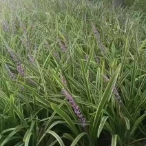 金边麦冬