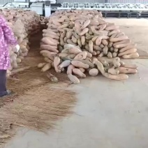 500亩南瓜基地采摘打垛中，