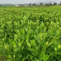 水栀子扦插苗（阿里山一号）适应能力强长得快包成活量大价格优