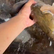 【活到家】精选笋壳鱼淡水鱼之冠鲜活呆子鱼宝宝辅食无抗活鱼