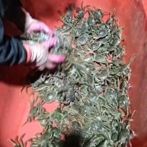 1两母蟹
