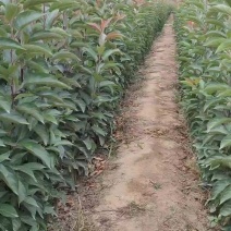绚丽海棠小苗，绚丽海棠苗，绚丽海棠，全国发货