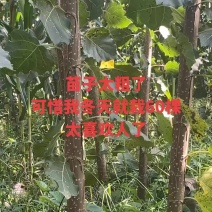 无絮杨繁育基地