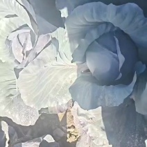 紫甘兰