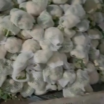 青梗松花菜大量上市