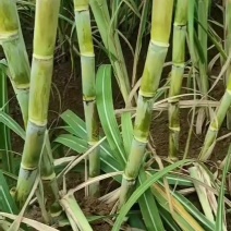脱毒黄金甘蔗种茎苗