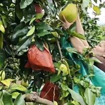 三红柚