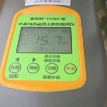 莱阳秋月梨梨秋月梨5两到1斤单规格供应底糖12以上