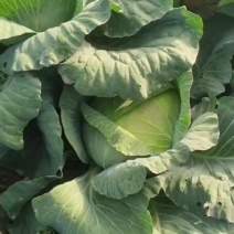 莲花白