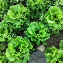 罗马生菜