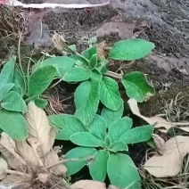 石上莲