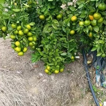 福建高山蜜桔普早蜜桔