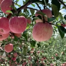 红富士苹果全国代发货源充足。质量保证，一件代发