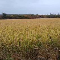 长粒香大米中科发五，量大优惠欢迎各大老板前来采购