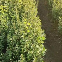 小叶丁香播种小苗