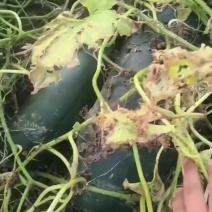 黑皮地冬瓜