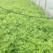 芦篙上市