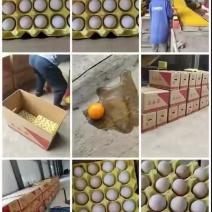 罗曼红心粉蛋28-31净重每天150箱左右持续上涨重量