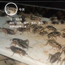 人工蟋蟀养殖双斑油葫芦