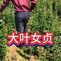 【推荐】湖北大叶女贞，一手货源量成活率高大价优
