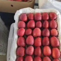 辽宁铁岭鸡心果