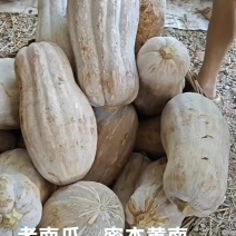 老南瓜，金韩密本南瓜。