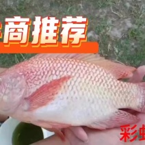 红罗非鱼苗彩虹鲷豹纹红白腊珍珠白鱼苗广东佛山江门新兴