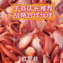 红罗非鱼苗苗长直供没有中间商全国快速发货中山珠海江门