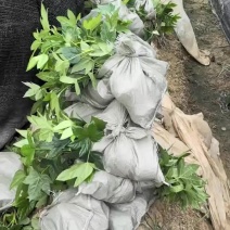 基地直供耐荫植物八角金盘杯苗八角金盘地芭八角金盘芽苗