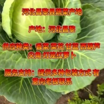 甘蓝