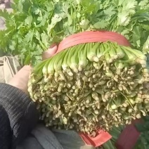 香菜