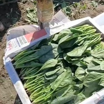精品菠菜