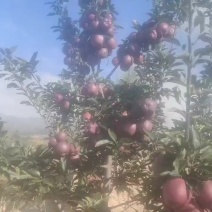 甘肃花牛苹果