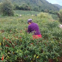 小米辣