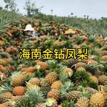 海南凤梨，金钻凤梨芒果凤梨，冬蜜凤梨全年有货批发全国发货