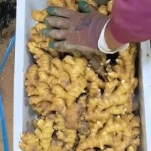 精品小黄姜全国发货，品质保证，可视频看货