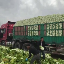 义和秋白菜黄心，5斤起步