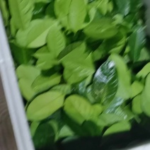 精品新鲜香水柠檬叶，采摘后再次挑选，中叶大叶小叶高端上等货。