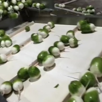 青萝卜红心萝