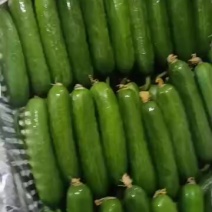 新鲜脆甜黄瓜，绿色无公害，健康美味直达餐桌