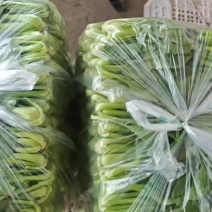 小油菜产地直销