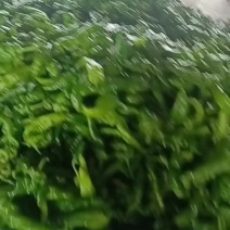 云南保山大青椒