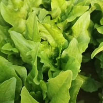 油麦菜产地直销
