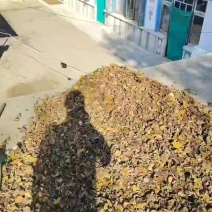 东北松磨通货