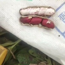 云南七彩花生