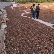 茶籽果，红花茶籽，广西高山茶籽小籽茶果老茶籽