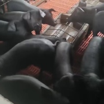 黑金刚仔猪