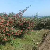 甜红子大金星山楂