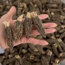 羊肚菌干5-7